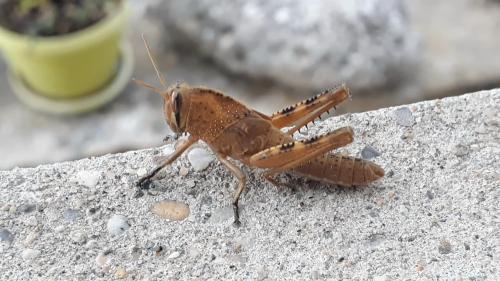Anacridium aegyptium